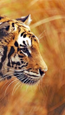 Wallpaper Animal Tiger 443