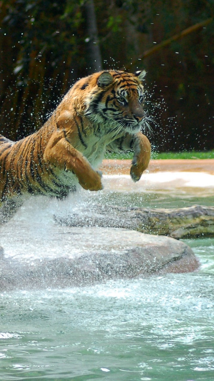 Wallpaper Animal Tiger 600