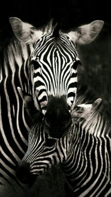 Wallpaper Animal Zebra 2